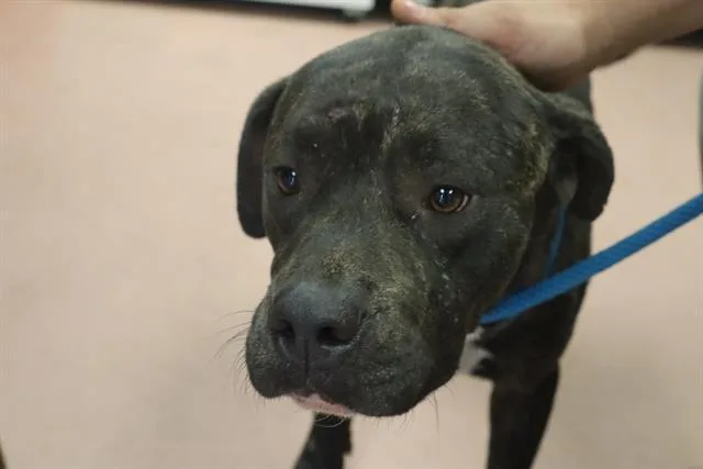 A young large-sized male Mixed Breed dog named Jenkins for adoption in Columbia, SC