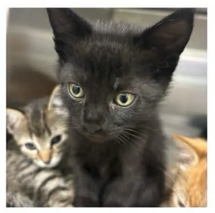 A baby small-sized male Domestic Short Hair cat named Sprout for adoption in Knoxville, TN