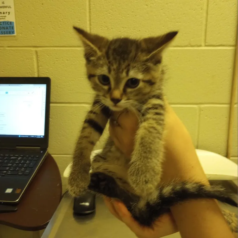 An adult medium-sized female Brown / Chocolate Domestic Short Hair cat named Raya for adoption in Bristol, IN