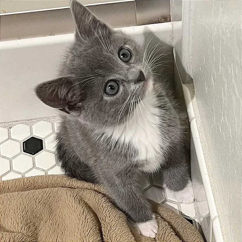 A baby small-sized female Gray / Blue / Silver Domestic Short Hair cat named Masa for adoption in Pleasant Hill, CA