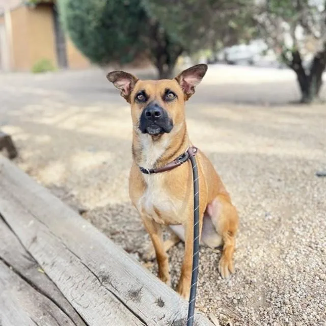A young large-sized female Australian Cattle Dog / Blue Heeler dog named Rosita for adoption in Mesa, AZ