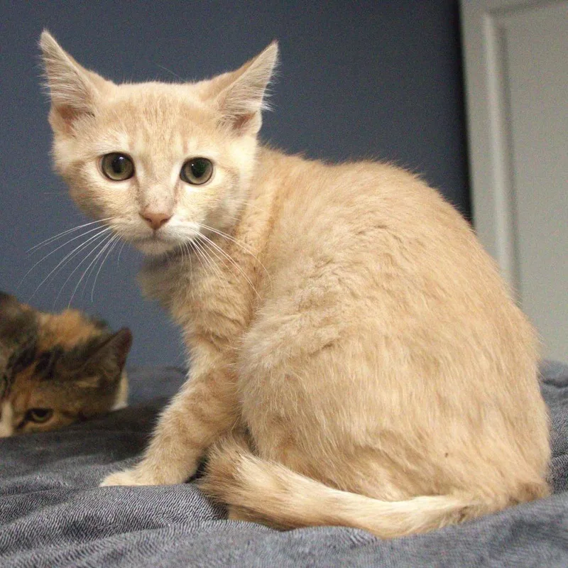 A baby small-sized male Buff / Tan / Fawn Domestic Short Hair cat named Snap for adoption in Lakeland, FL