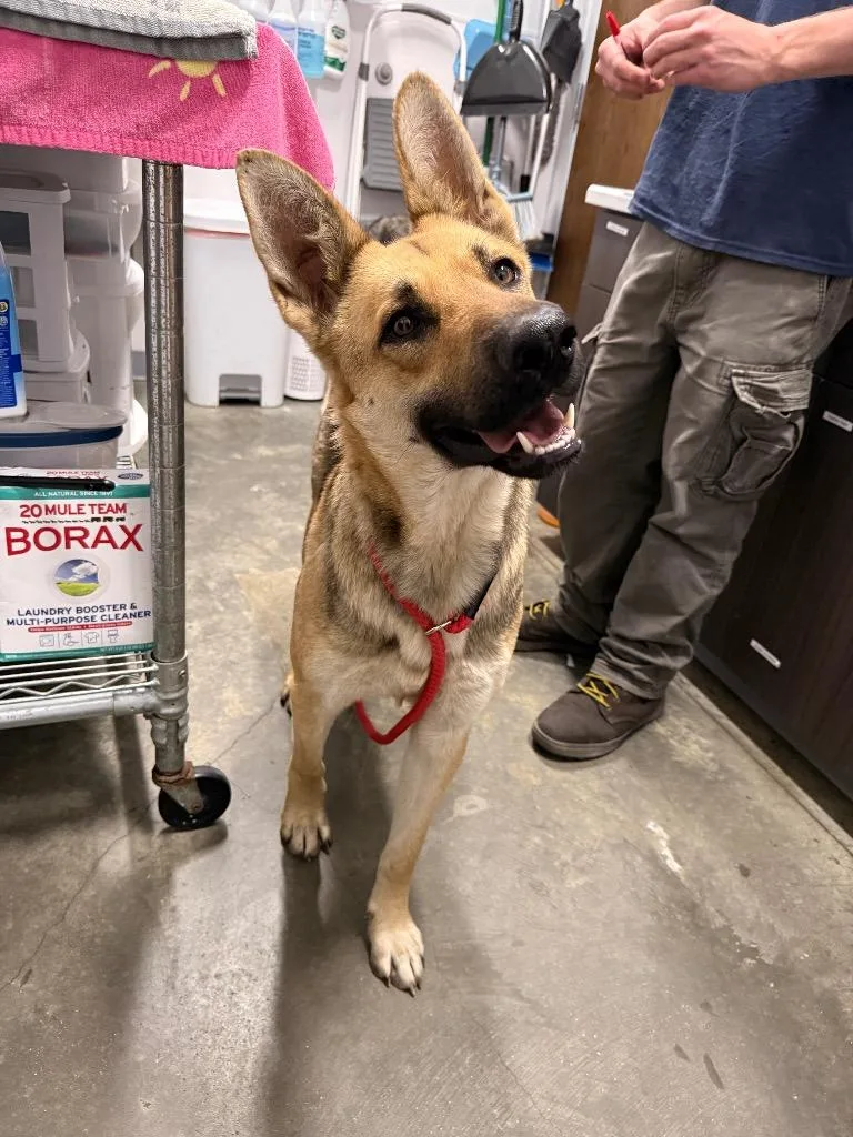 An adult medium-sized female German Shepherd Dog dog named Zoey for adoption in Denham Springs, LA