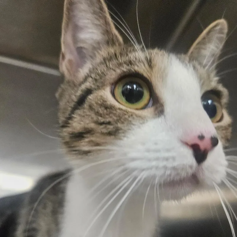 A young small-sized female Brown / Chocolate Domestic Short Hair cat named Faye for adoption in Grantsville, UT
