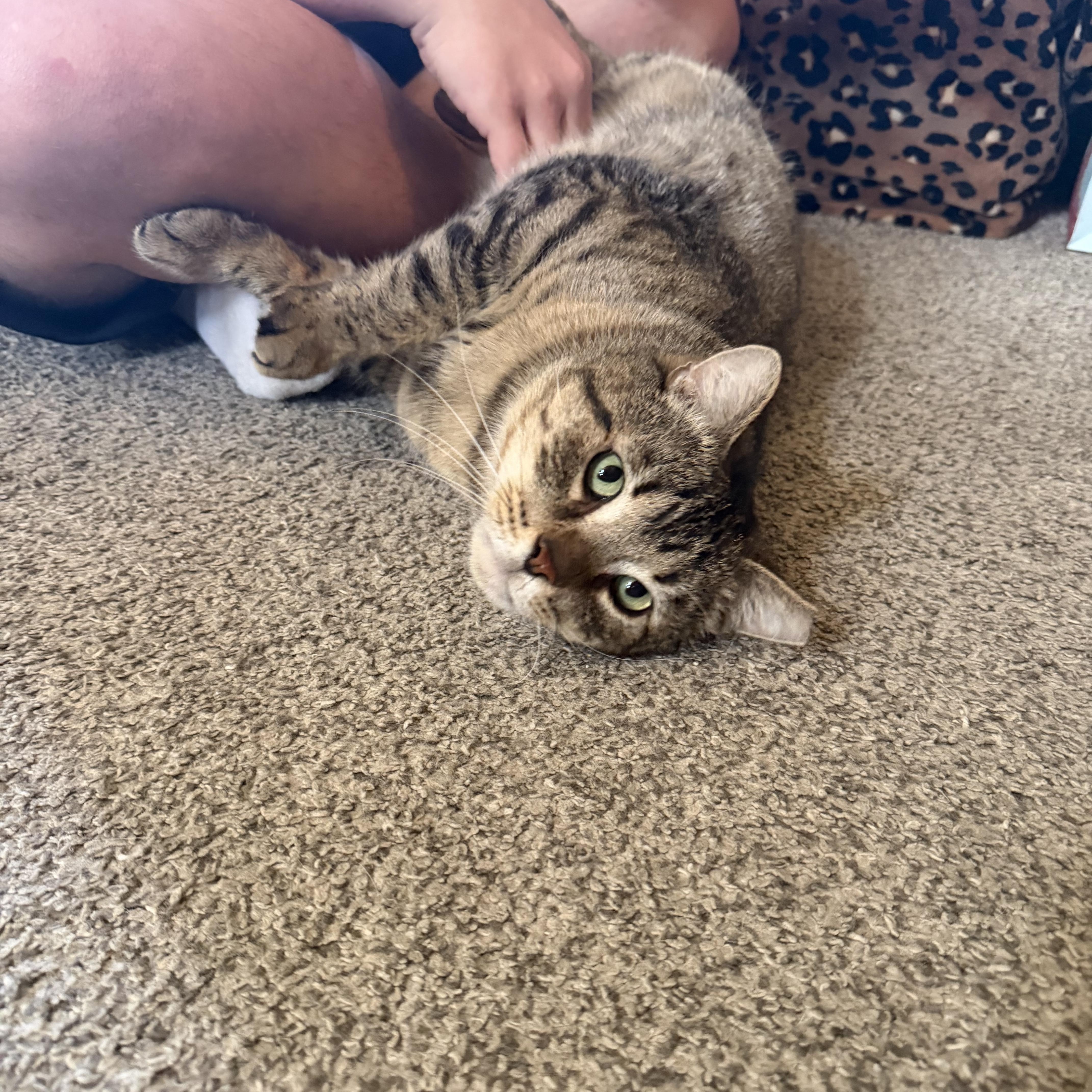 An adult large-sized male Domestic Short Hair cat named Hogan for adoption in Verona, PA