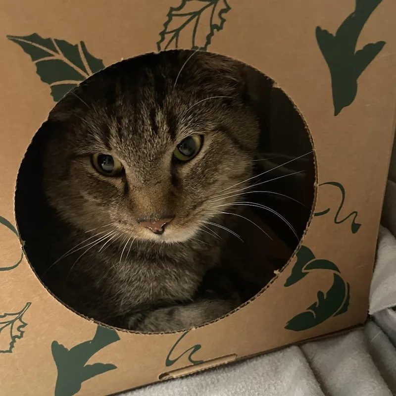 An adult small-sized male Brown / Chocolate Domestic Short Hair cat named Periwinkle for adoption in Saint Charles, MO