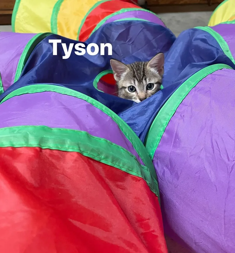 Tyson thumbnail 3