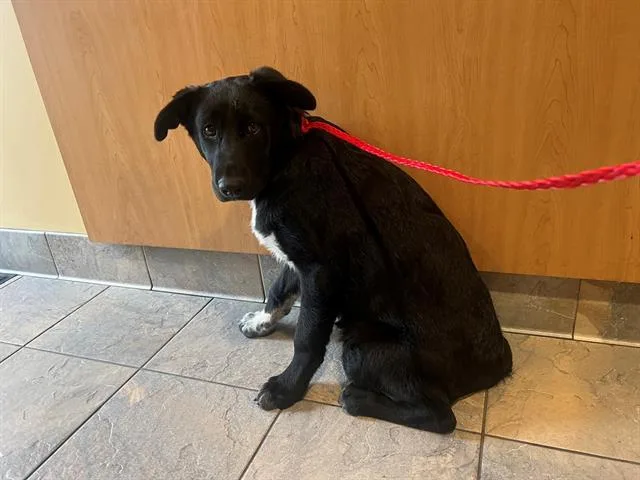 A baby small-sized female Labrador Retriever dog named Cinder for adoption in Tustin, CA