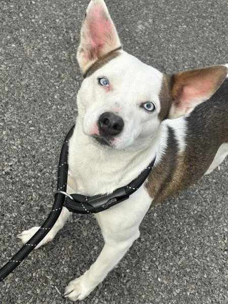An adult medium-sized female Rat Terrier dog named Sasha for adoption in Cleveland, TN