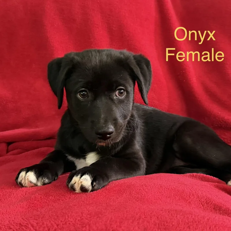 Onyx
