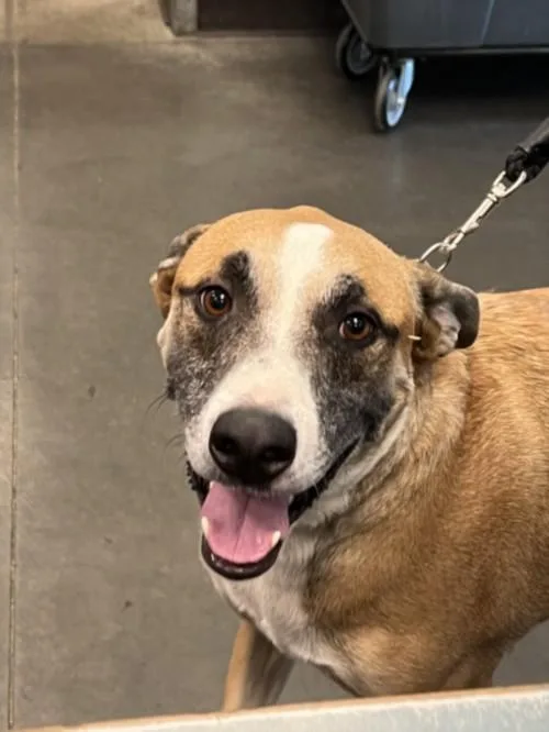 An adult large-sized male German Shepherd Dog dog named Bruno for adoption in Chatsworth, CA