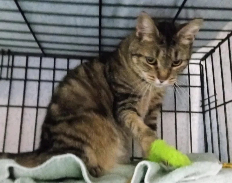 A young medium-sized female Tabby (Brown / Chocolate) Domestic Short Hair cat named Sussurra for adoption in Lemoyne, PA