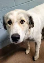 A young large-sized female White / Cream Great Pyrenees dog named Bale for adoption in Commerce, TX