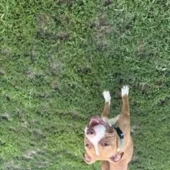 An adult medium-sized female American Staffordshire Terrier dog named Rosie for adoption in Taunton, MA