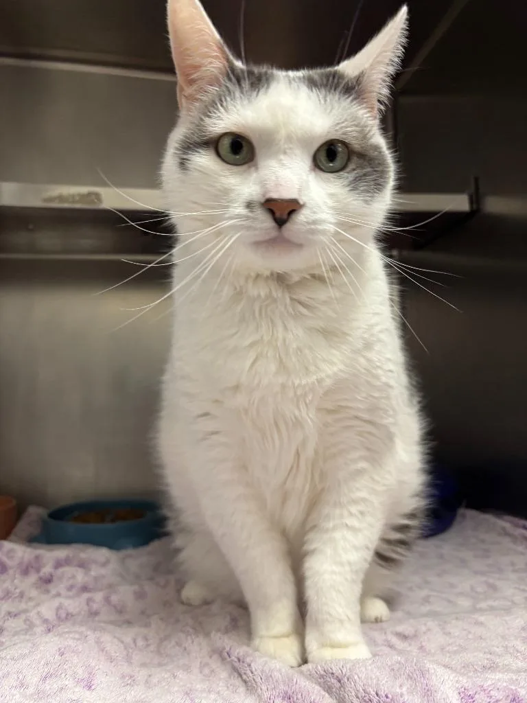 An adult large-sized male Domestic Short Hair cat named Santino for adoption in Liverpool, NY