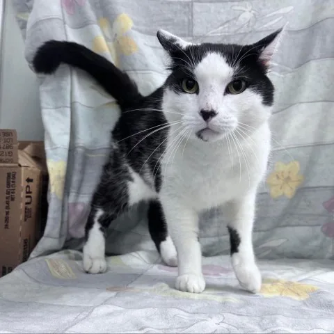 Paw Mccatney thumbnail 2