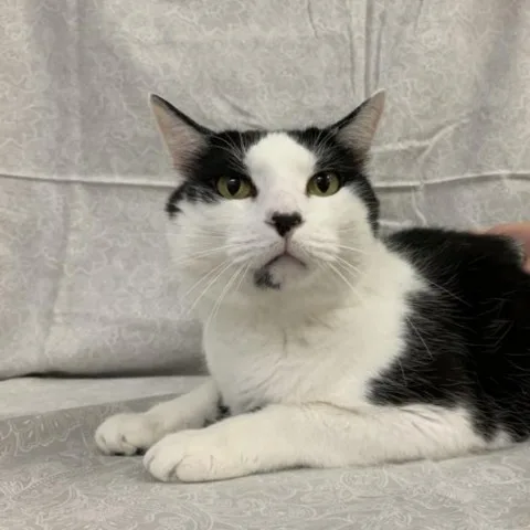 Paw Mccatney thumbnail 3