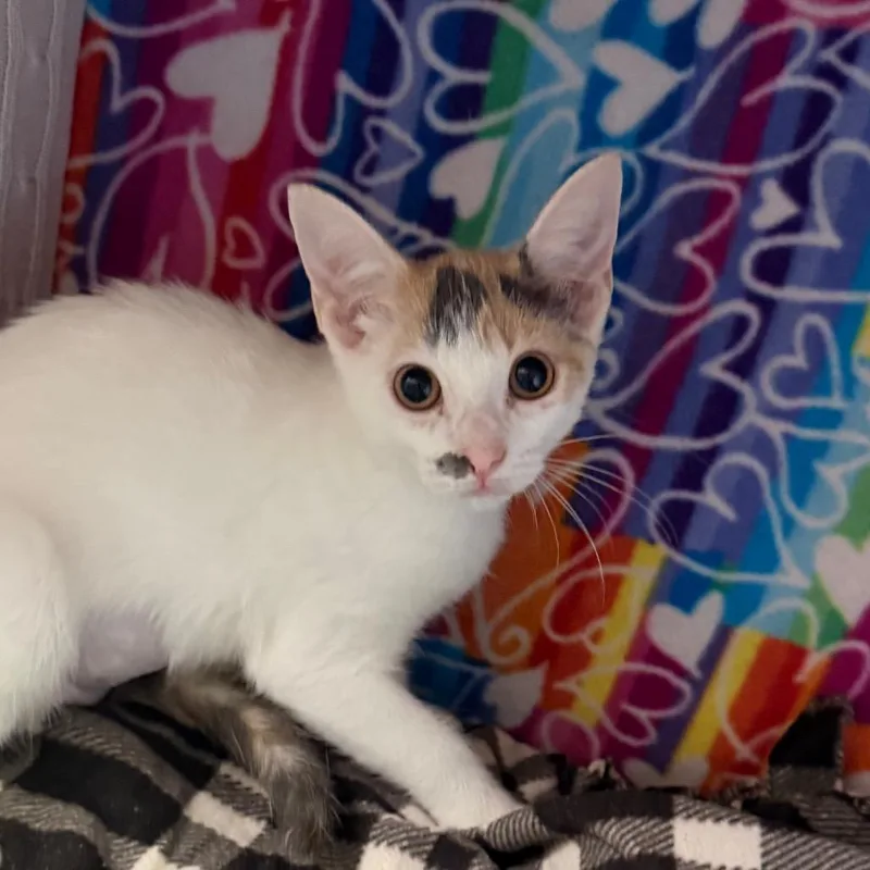 A baby small-sized female Gray / Blue / Silver Domestic Short Hair cat named Angie for adoption in Naples, FL