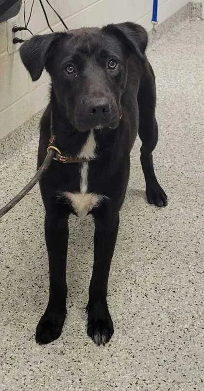 A young large-sized male Black Mixed Breed dog named Odysseus for adoption in Kansas City, MO