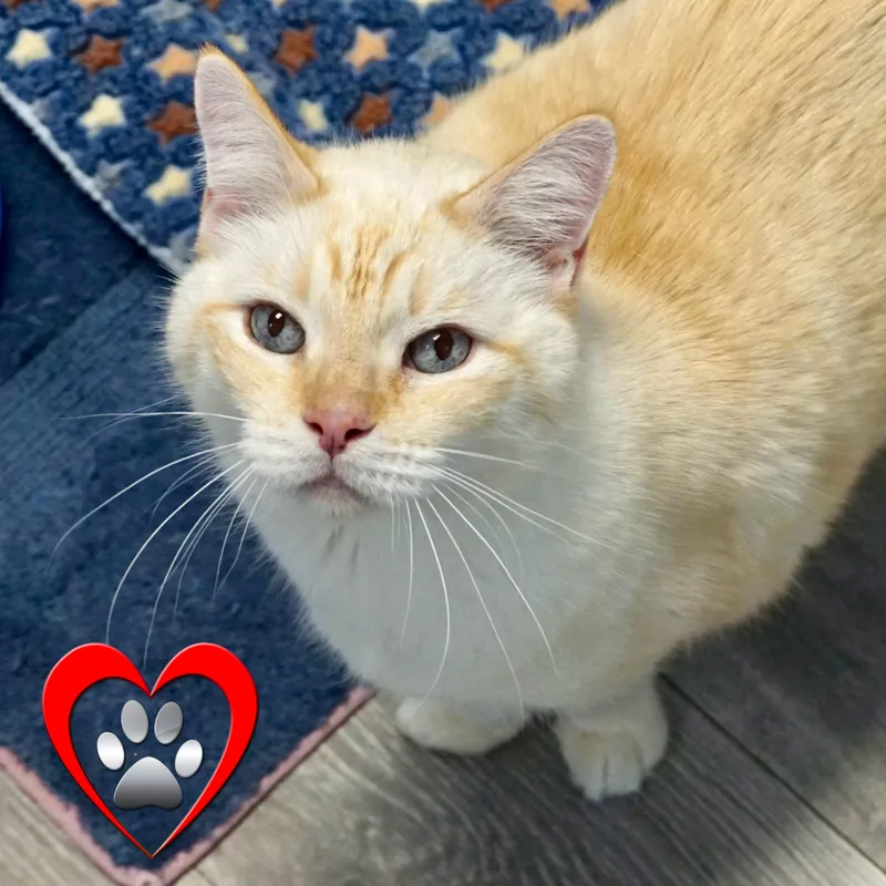 A senior large-sized male Domestic Short Hair cat named Chippin for adoption in Fountain Hills, AZ