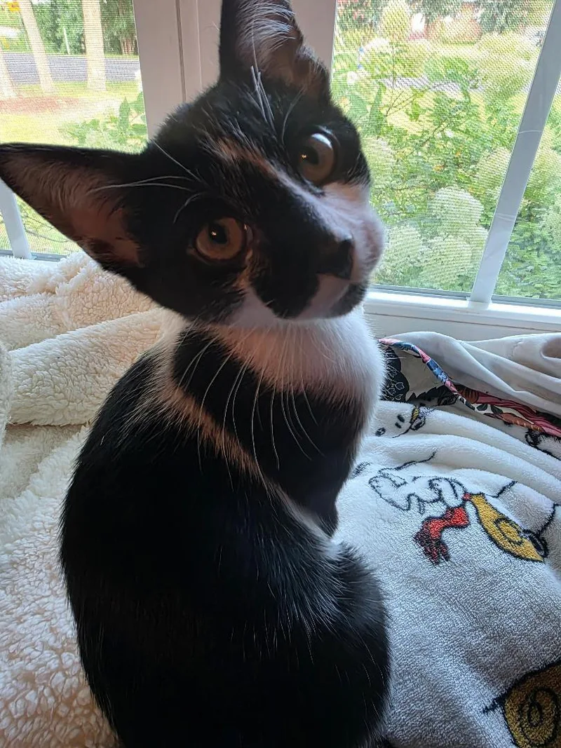 A young small-sized female Calico Domestic Short Hair cat named Cali for adoption in Ashland, VA