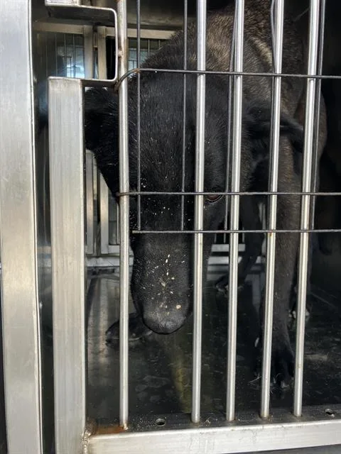 A young large-sized male Mixed Breed dog named Packman for adoption in Dallas, TX