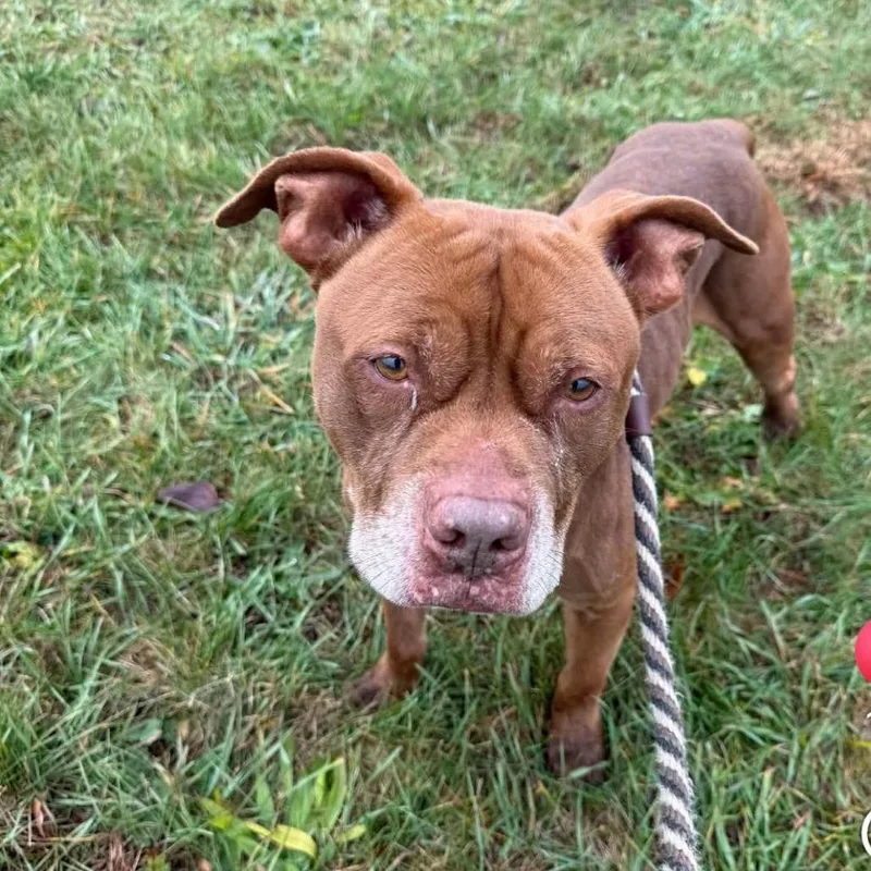 A senior medium-sized male Brown / Chocolate American Staffordshire Terrier dog named Hereford for adoption in Mount Laurel, NJ