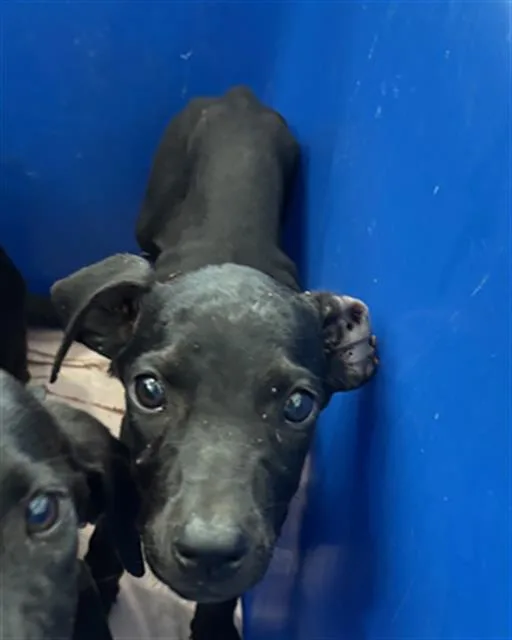 A baby medium-sized female Mixed Breed dog named Blossom for adoption in Dallas, TX