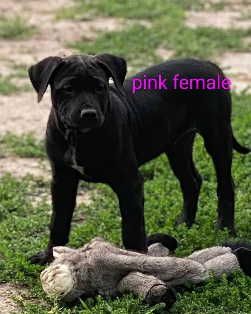 Katarina  Puppies thumbnail 2