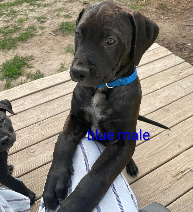 Katarina  Puppies thumbnail 4
