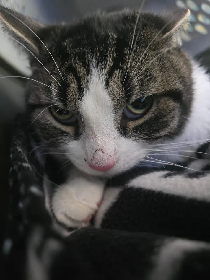 A young large-sized male Domestic Short Hair cat named Tavern for adoption in New Manchester, WV