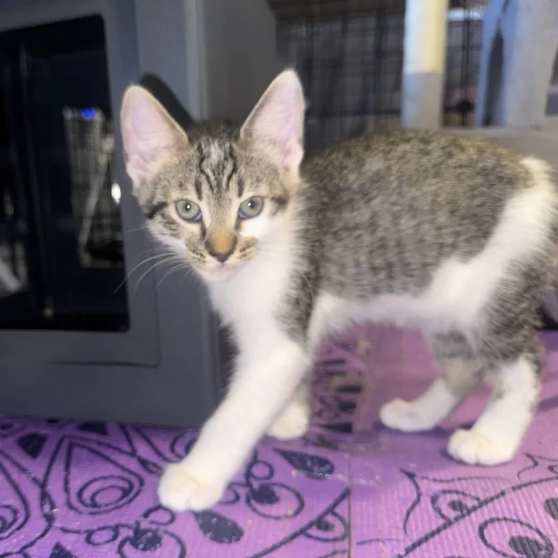 A baby small-sized female Gray / Blue / Silver Domestic Short Hair cat named Thyme for adoption in Long Beach, CA
