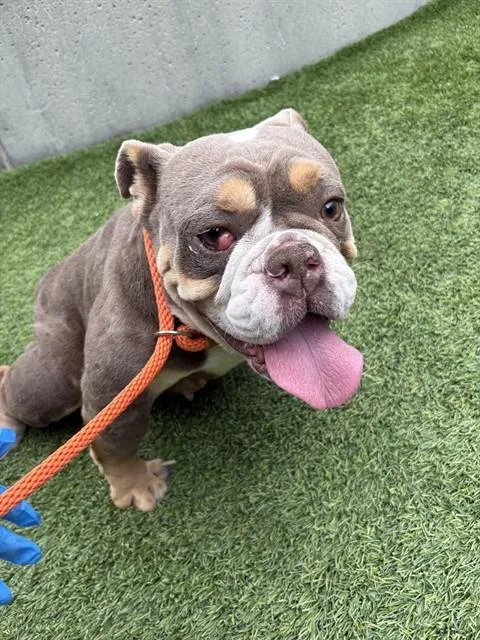 A young medium-sized female English Bulldog dog named Chiffon for adoption in San Jose, CA