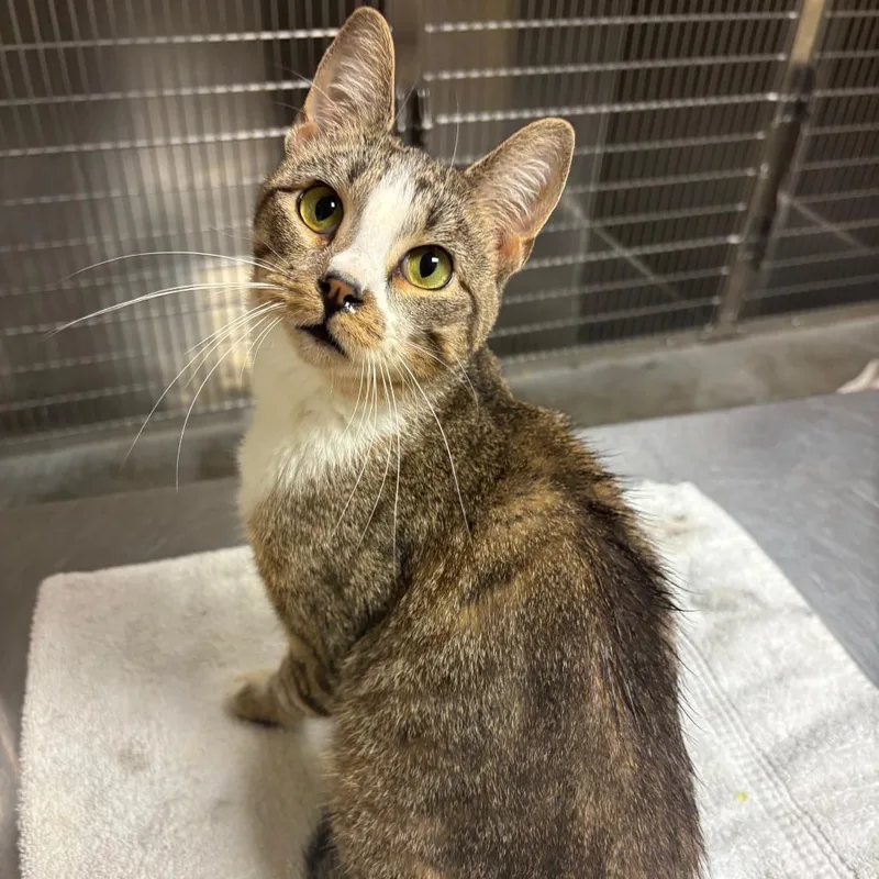 A young medium-sized female Brown / Chocolate Domestic Short Hair cat named Freya for adoption in Ottawa, KS