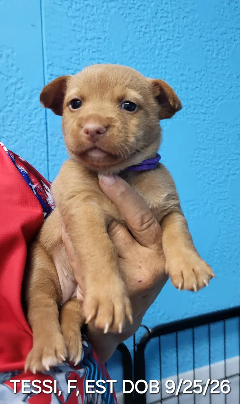 A baby small-sized female Bicolor Miniature Pinscher dog named Tarin's for adoption in Sarasota, FL