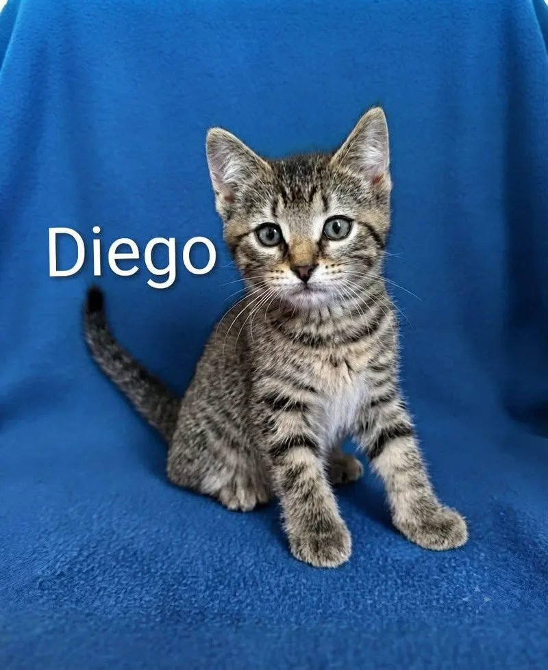 Diego thumbnail 2