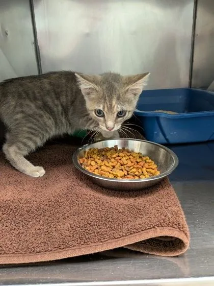 A baby small-sized female Domestic Short Hair cat named Athena for adoption in Fishers, IN