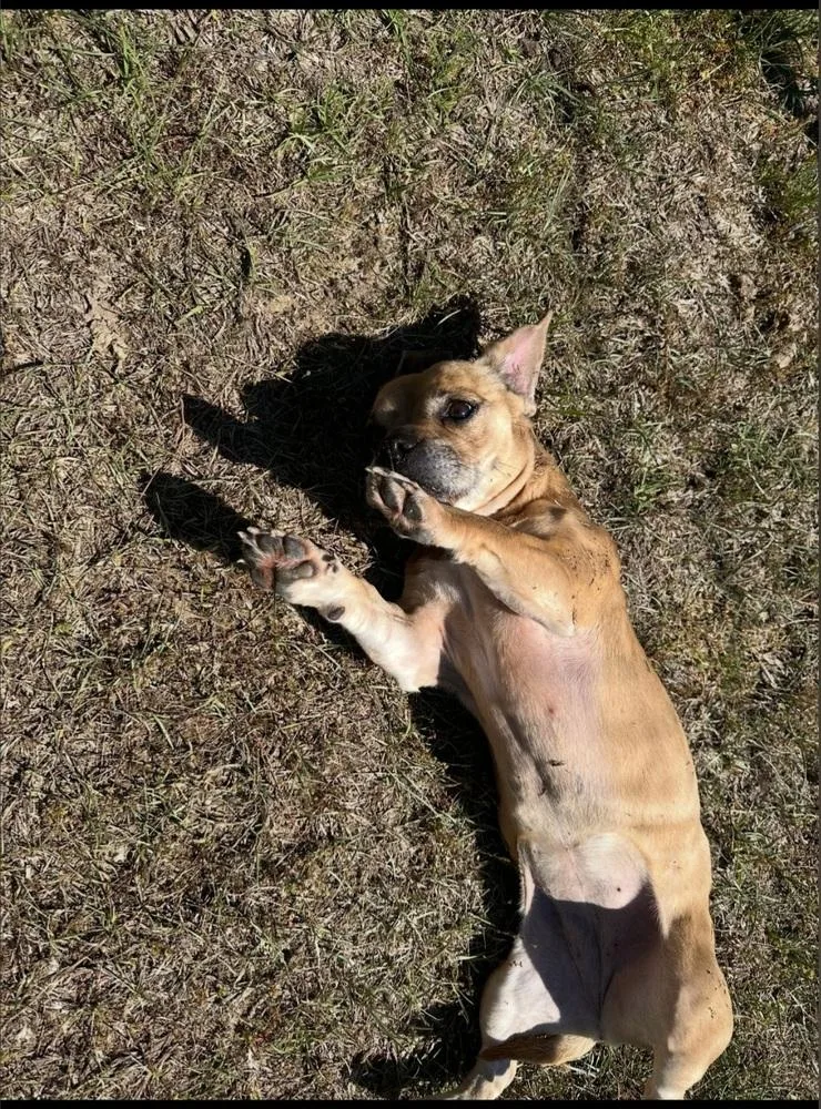 Roxy The Radiant thumbnail 2