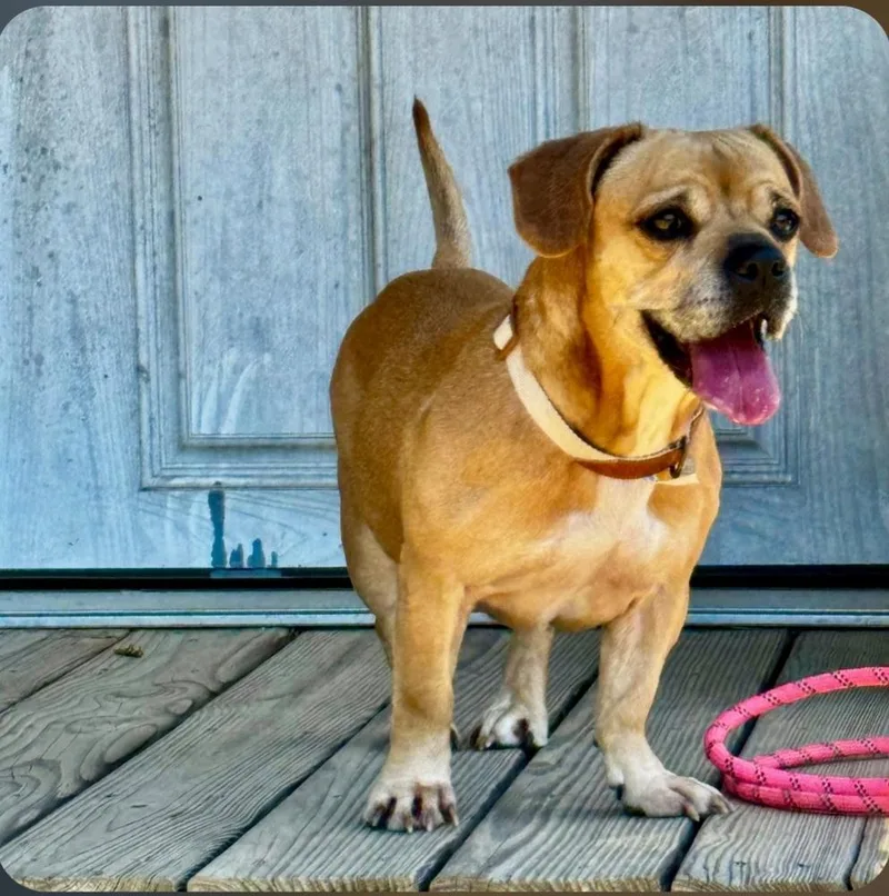 Roxy The Radiant thumbnail 3