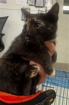 A baby small-sized female Domestic Short Hair cat named Lili for adoption in Van Nuys, CA