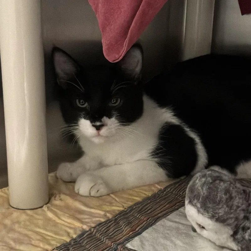 A young medium-sized male Black Domestic Short Hair cat named Naveen for adoption in Kennebunk, ME