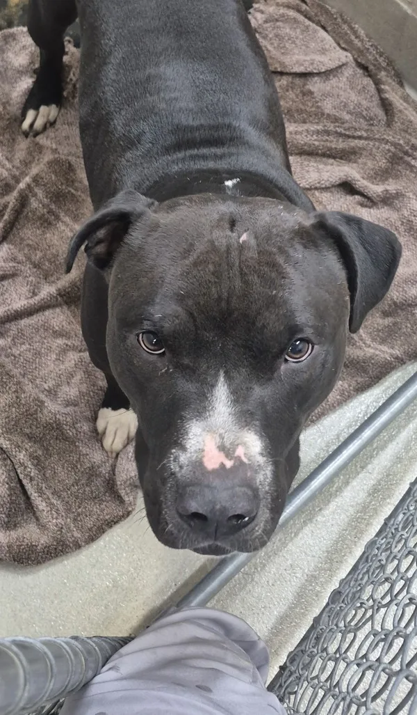 An adult medium-sized male Pit Bull Terrier dog named Moose for adoption in Napa, CA