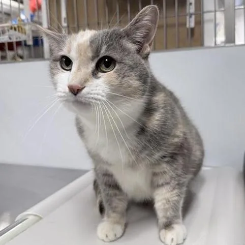 Bluebell thumbnail 2