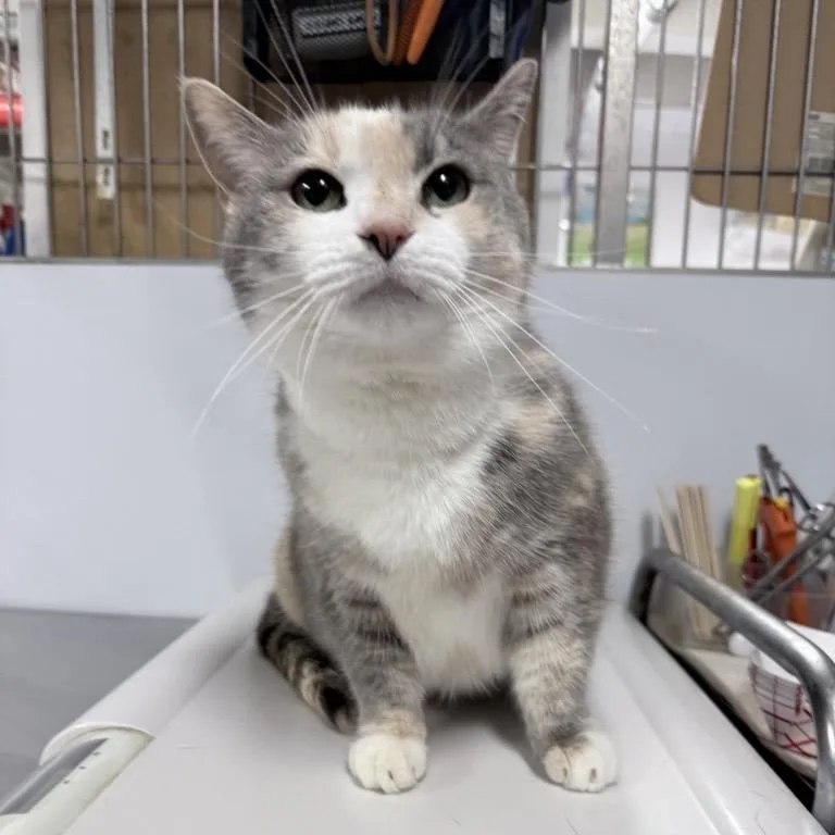 Bluebell thumbnail 3