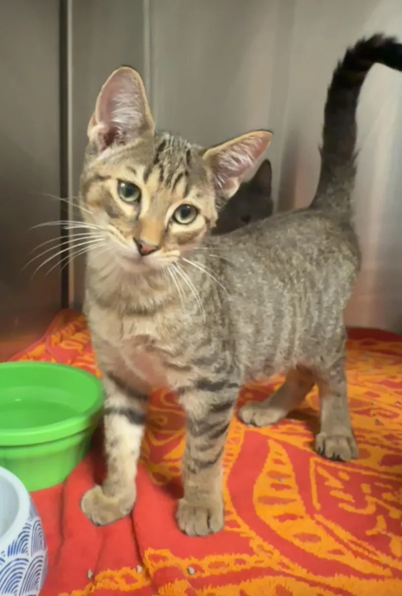 A baby small-sized male Domestic Short Hair cat named Jeremy Fisher for adoption in Grand Rapids, MI