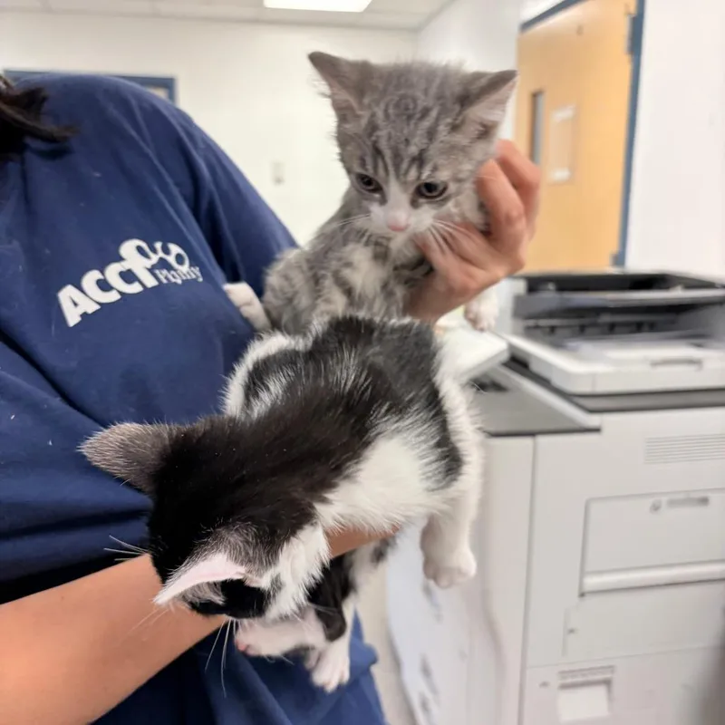 A baby small-sized female Gray / Blue / Silver Domestic Short Hair cat named Geto for adoption in Philadelphia, PA