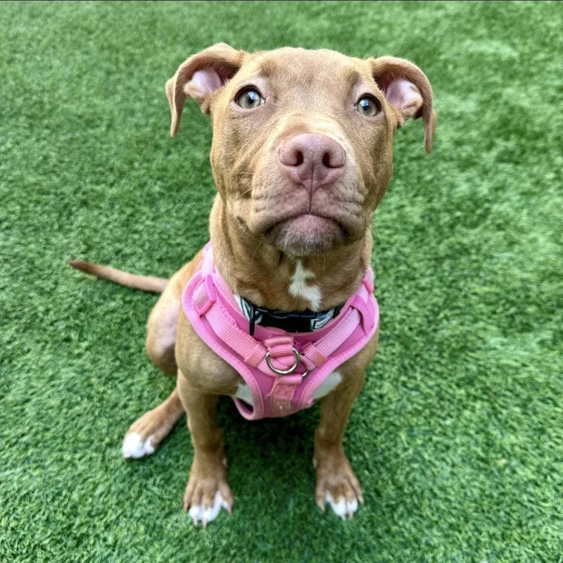 Cassia The Puppy! thumbnail 2