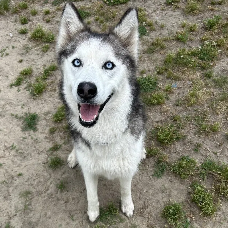 An adult medium-sized female Black Husky dog named Alaska for adoption in Newark, NJ