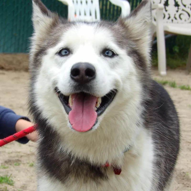 Alaska thumbnail 4