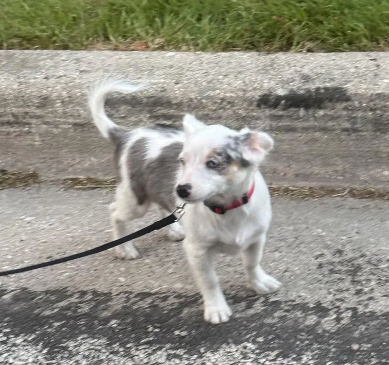 A baby small-sized female Chihuahua dog named Bailey for adoption in Mukwonago, WI